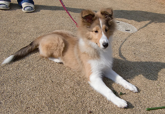 リードをつけて伏せているシェットランド・シープドッグの子犬