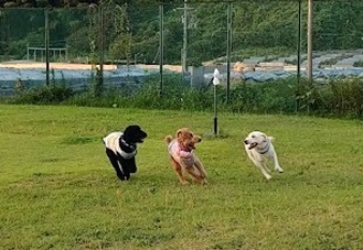 ドッグランを走り回る3頭の犬