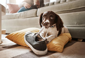 クッションの上で靴をかじる犬