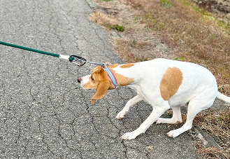 散歩中にリードを引っ張る犬