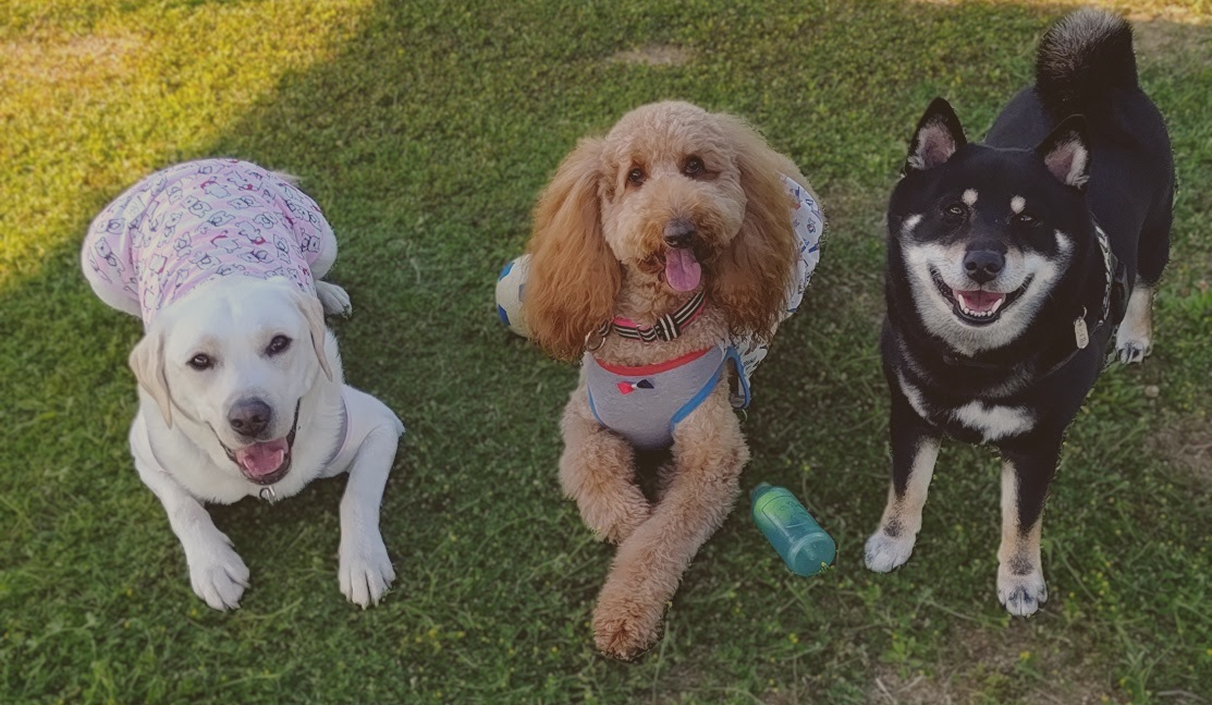 芝生の上に並んでこちらを見上げる3頭の犬