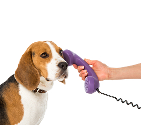 受話器を差し出す手にこたえるビーグル犬