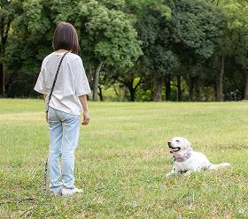公園の芝生で愛犬とトレーニングをする飼い主様