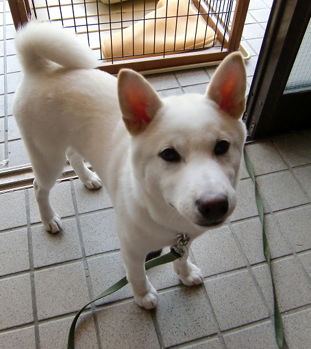 Mr.Bigくん