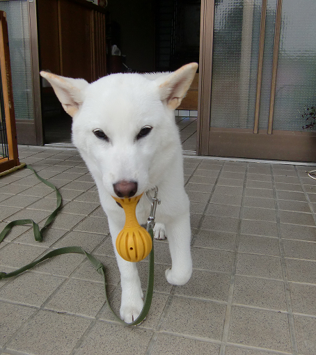 Mr.Bigくん