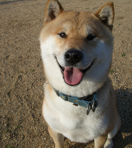 リキくん