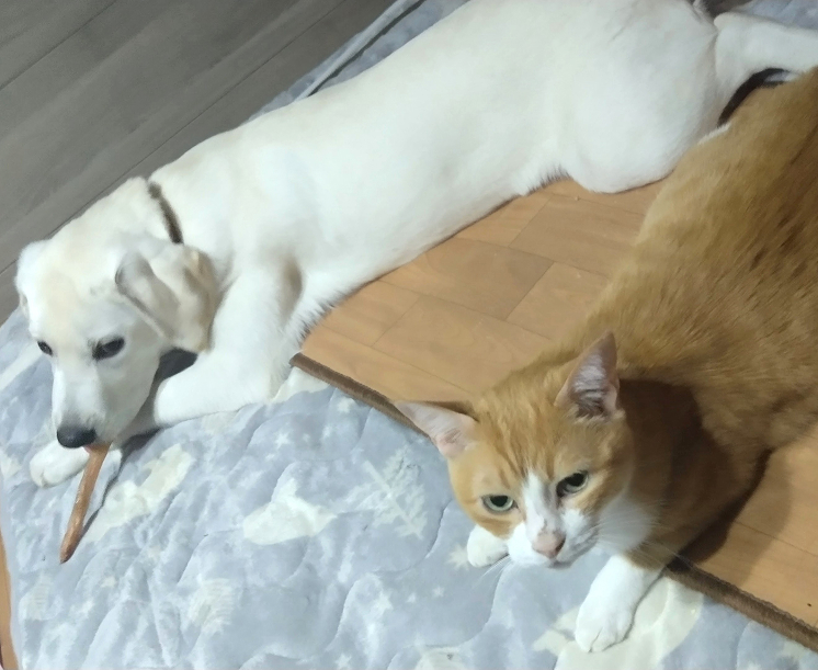寄り添って眠る保護猫と子犬