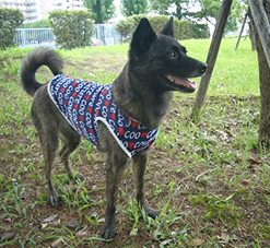 服を着て草地に立つ甲斐犬ミックス こなつ