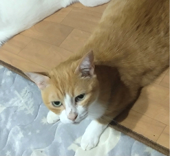 段ボールの上でくつろぐ茶白の猫