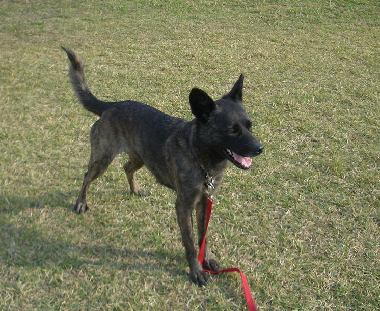 草地を歩く保護犬のこなつ