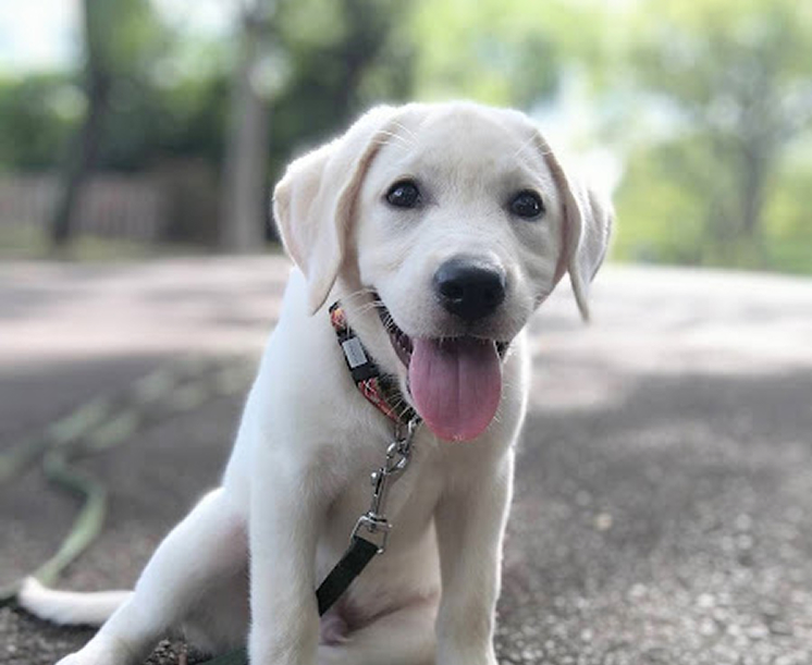 舌を出して笑うラブラドールの子犬