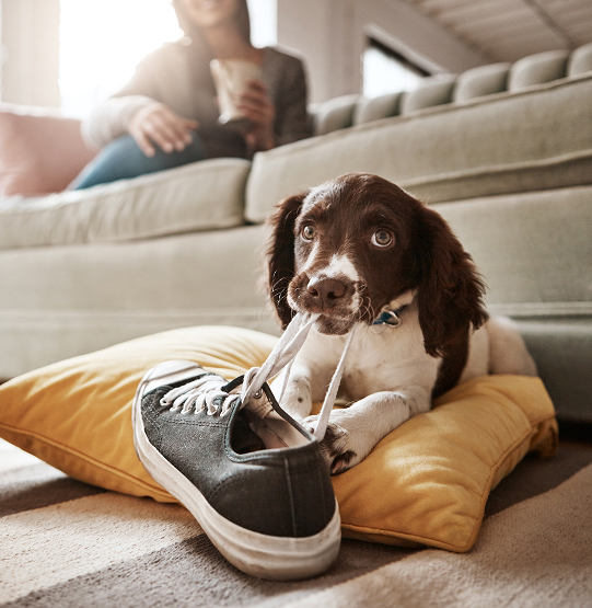 まずは、愛犬と飼い主様の今を知ることから