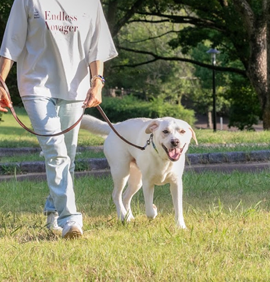 愛犬の性格や状態に合わせた 一頭一頭異なるトレーニング