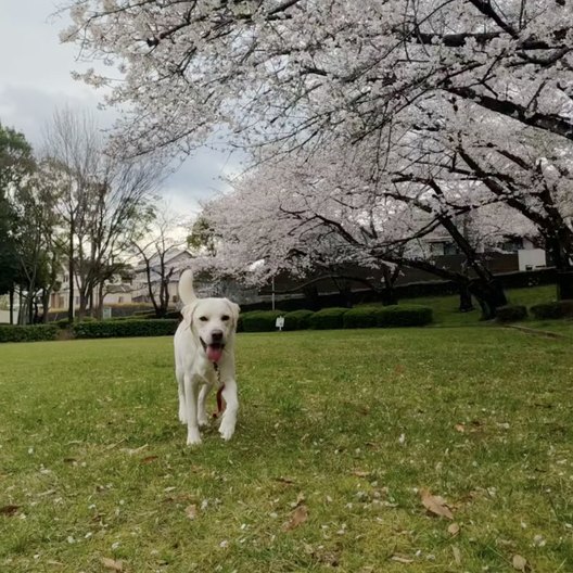 桜の下を走るラブラドール