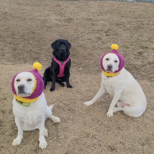 帽子をかぶった3頭の犬