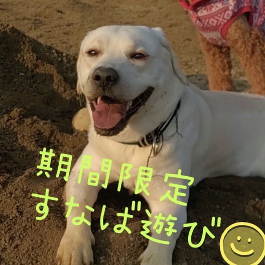 砂場で遊ぶラブラドール