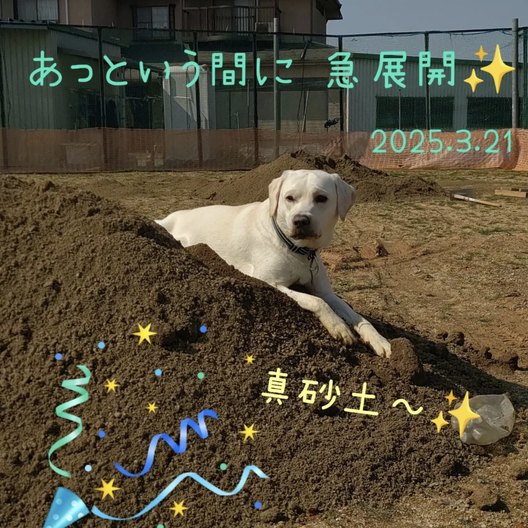 裏砂土であそぶ犬