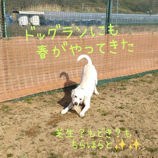 ドッグランを駆ける犬たち