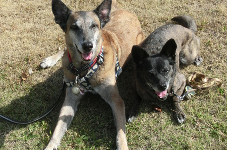 芝生でくつろぐ3頭の保護犬
