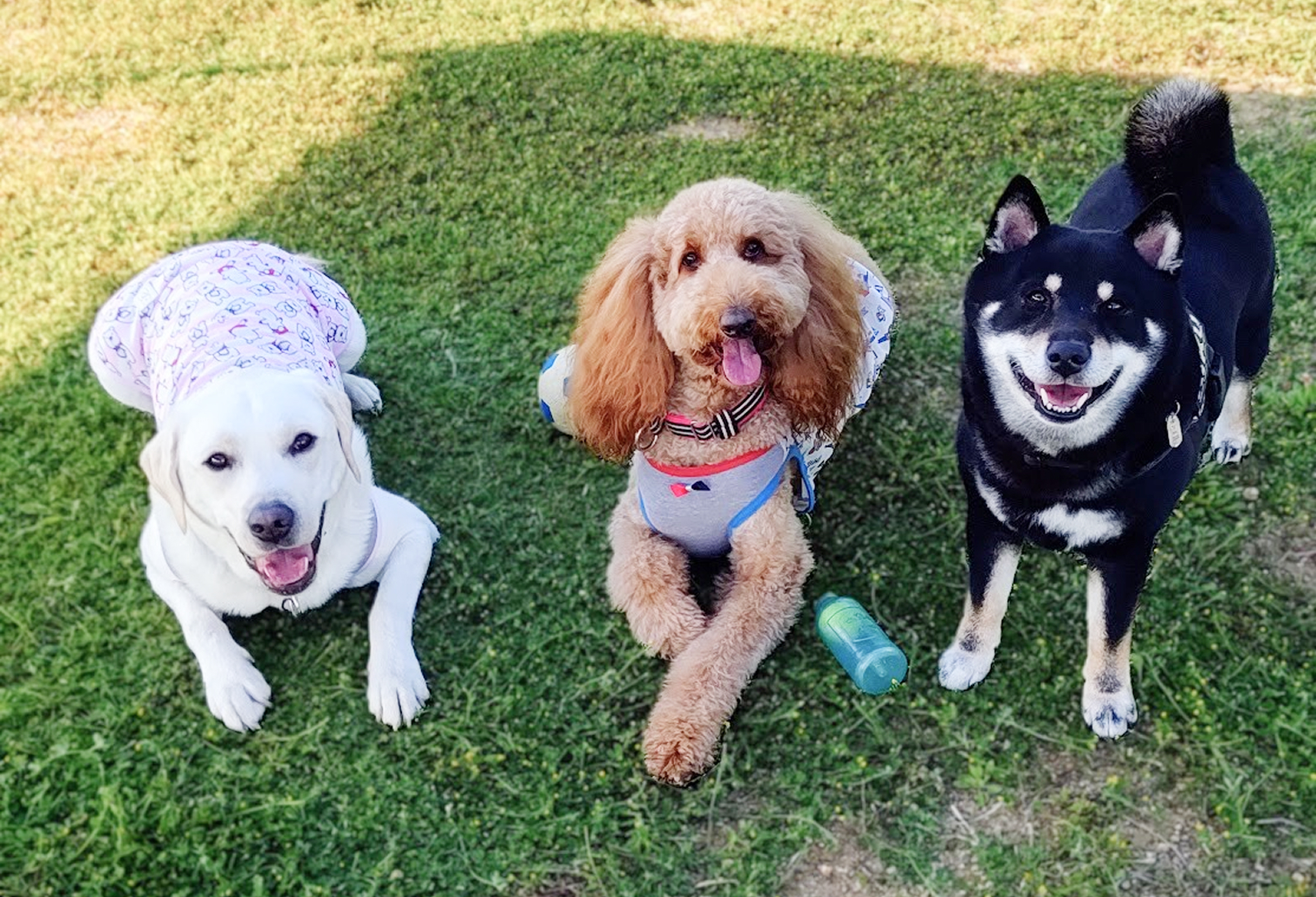 こちらを見上げる3頭の犬