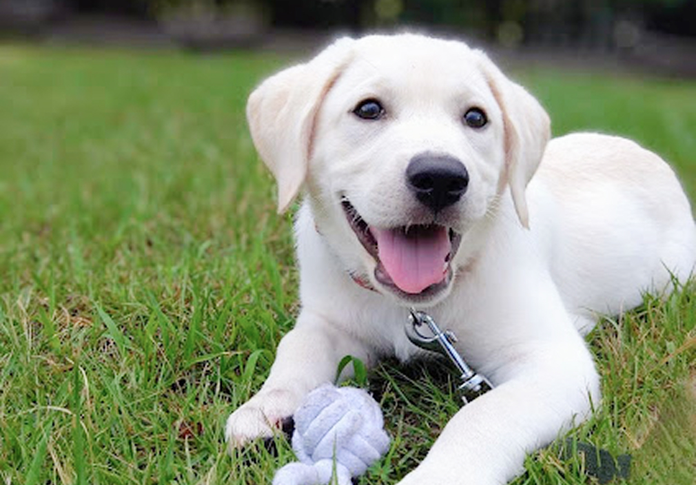 草の上でくつろぐ白い子犬