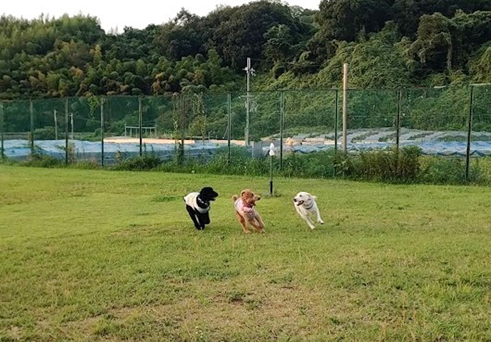ドッグランを走り回る犬たち