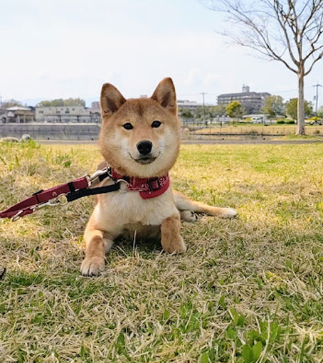 ムギちゃん