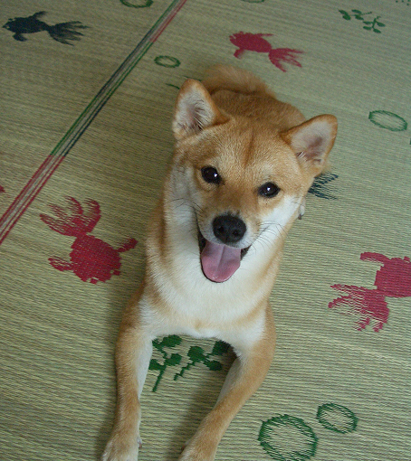 ランちゃん